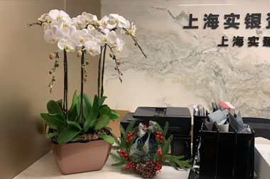 實銀資產綠植出租